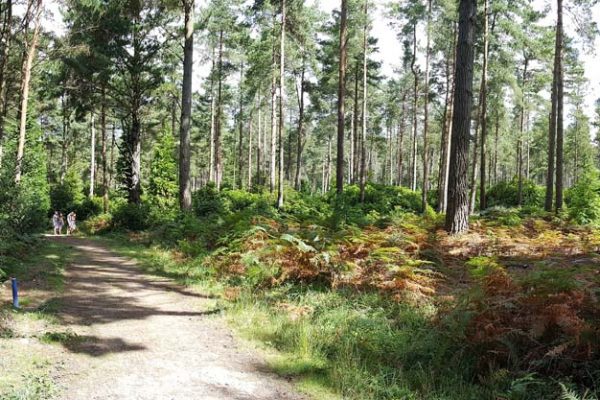 Burnbake Forest Lodges And Campsite Gallery 33