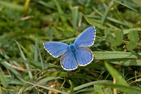 Burnbake Forest Lodges And Campsite Gallery 34