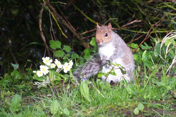 Burnbake Forest Lodges And Campsite Gallery 52