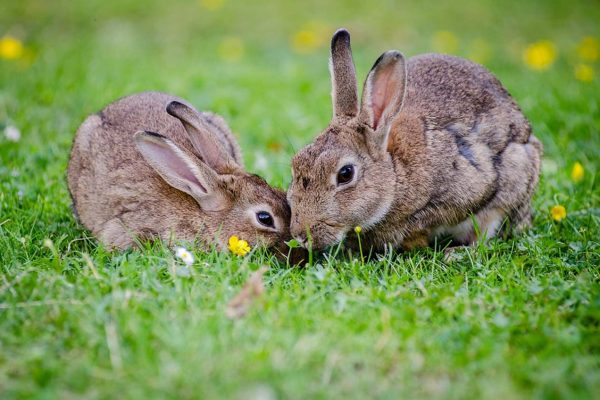 Look out for rabbits at Burnbake