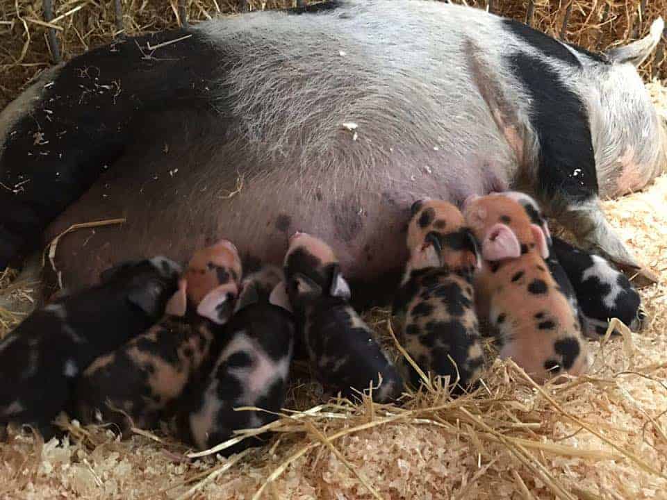 Farmer Palmer’s Farm Park: A fun day out for our younger guests and ideal for children aged 0 to 8.