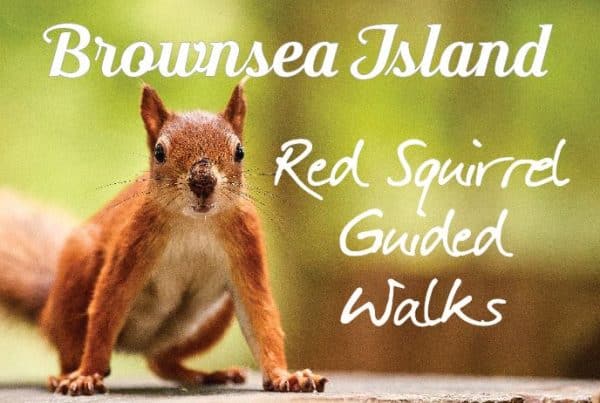 Brownsea Island is the perfect place to catch sight of one of the now less common native red squirrels