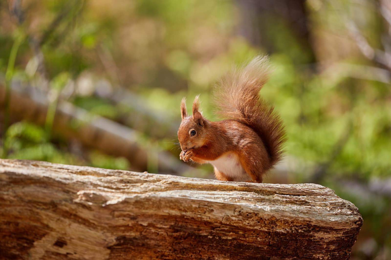 Brownsea Island is the largest island in Poole Harbour and one of the last safe havens for red squirrels in the south of the UK, boasting a significant population for its size. Photo ©Nigel Wood