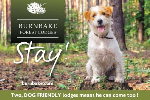 Please call 01929 480570 or email info@burnbake.com to check availability of our two dog friendly lodges.