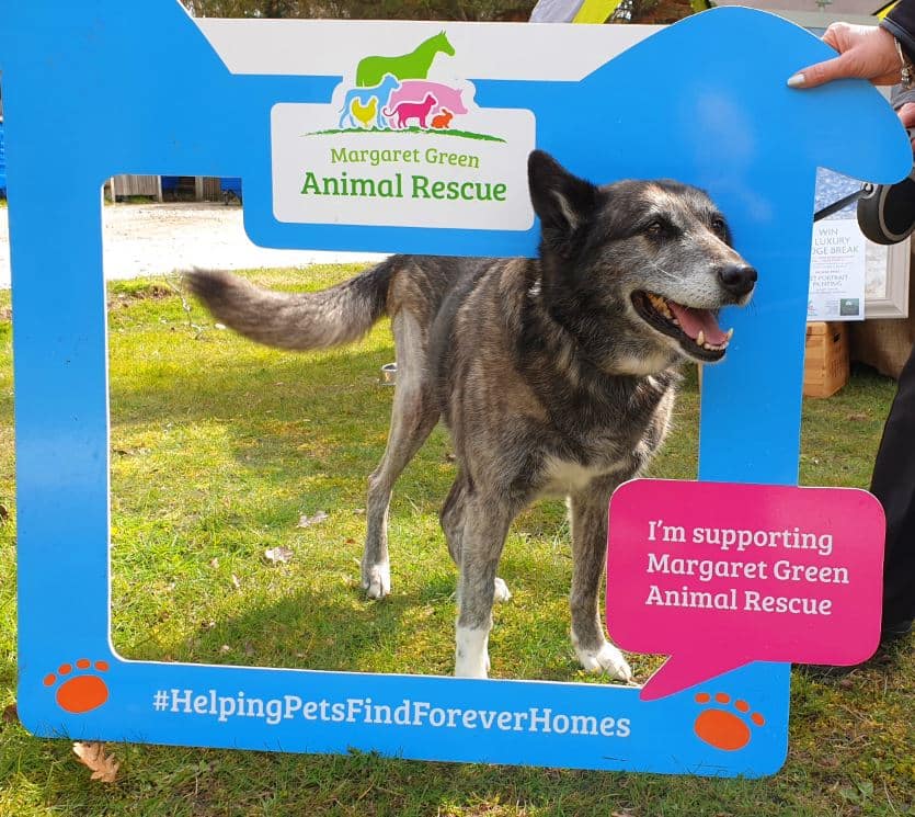 Dog Friendly Lodge Sponsored Walk At Burnbake Lodges Dorset Purbeck