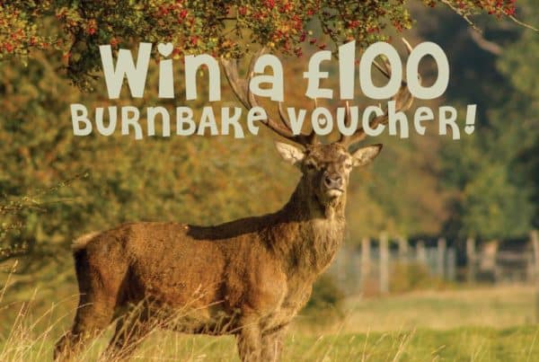 Burnbake’s resident stag has become such a good friend we feel it is time he had a name. Please email your suggestion to burnbake@creative-studios.com. We will choose our favourite and the winner will receive a £100 voucher towards a luxury lodge break or camping stay. Closing date: 28 June.