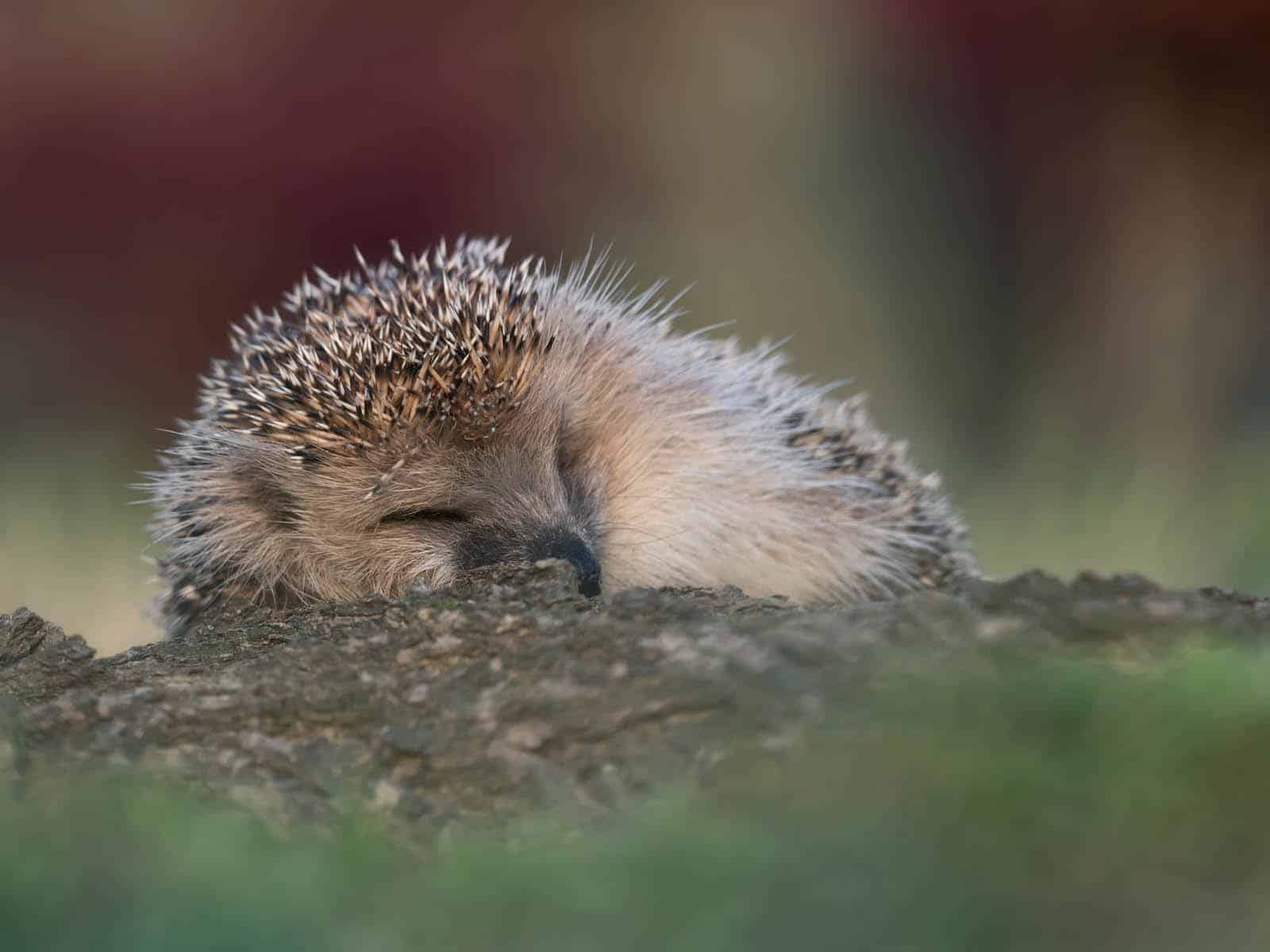 8 Hoglets a–sleeping