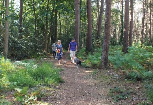 Forest Bathing