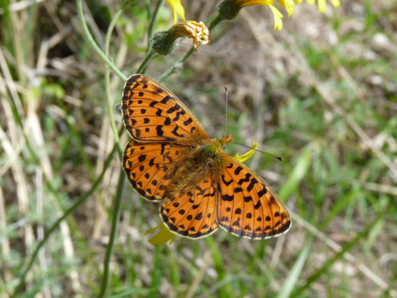 Purbeck Heaths National Nature Reserve Pearl Bordered Fritillary Butterflies