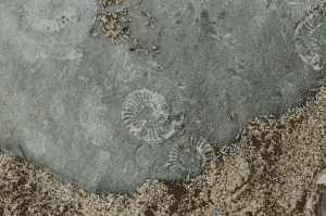 A grey rock containing three swirling fossils sits on top of sand.