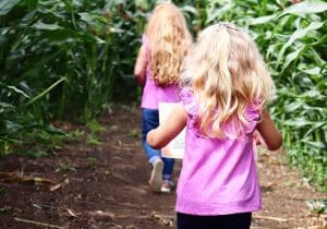 Two girls with blonde, wavy hair, wearing pink t-shirts, walk into a corn maize. One is holding a paper map in front of her.