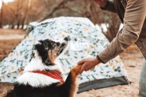 A brown, white and black colllie dog places its paw in the hand of a man wearing a beige jacket, against a white tent decorated with a grey pattern in the background.