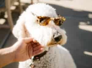 A man's hand strokes a white poodle, who is wearing brown tortoiseshell sunglasses. 