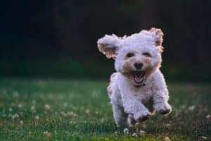 A small, fluffy dog with curly, white fur smiles at the camera as it runs through a field of grass and clover.