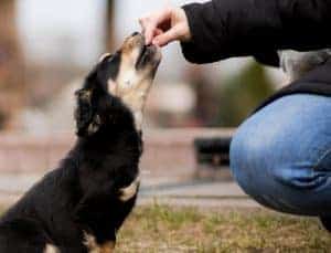 A brown and black dog takes a treat from its owner's hand.
