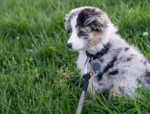 A small, fluffy puppy dog with floppy ears stares into the grass around it. Its fur is white with black speckles and it wears a collar and lead.