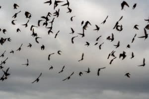 A group of black birds crowd the sky, flapping their wings.