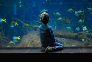 A boy kneels with his back to the camera, gazing at an aquarium of blue and yellow fish.