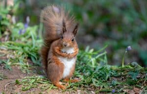 A red squirrel looks into the camera, sitting on a grassy ledge.
