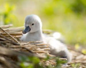 Cygnet nestled amongst straw at Abbotsbury Swannery, Dorset