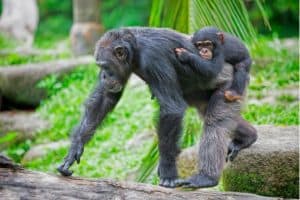 One gorilla carrying another on its back at Monkey World, Dorset