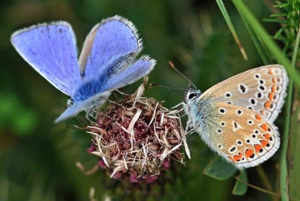 A bright blue buttery rests on a dried flower next to a beige butterfly with orange and black spotted wings