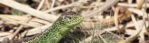 A bright green lizard with dark brown spots nestles on dry foliage