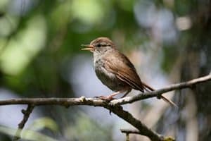 A small brown bird with a grey belly is chirping whilst sitting on a branch