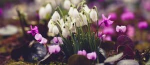 A cluster of white snowdrop flowers surrounded by smaller pink blossoms