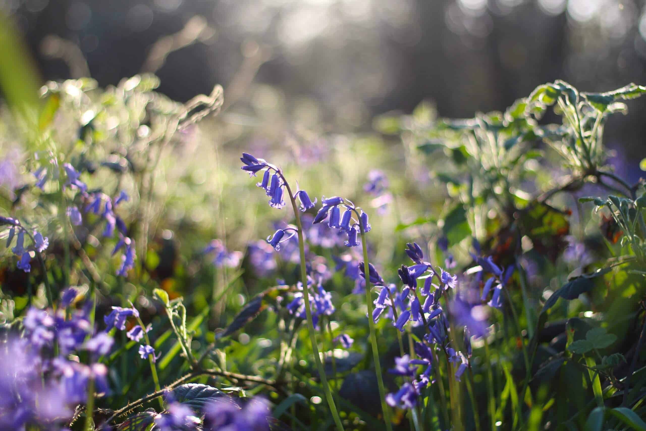 Dorset’s best bluebell walks