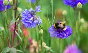 Burnbake campsite bumblebee on purple flower in green grass