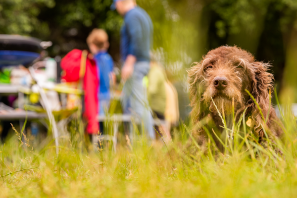 Cute dog in the grass at Burnbake