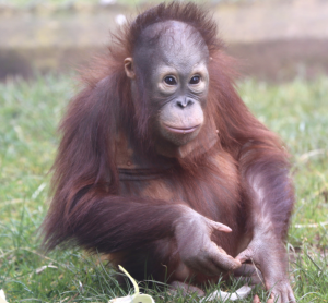 A baby orangutan sits in the grass