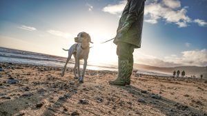 White dog on a beach with blue skies behind