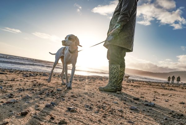 White dog on a beach with blue skies behind