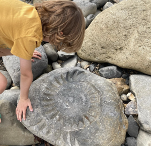 Child in yellow shirt touches a large ammonite fossil in Lyme Regis, Dorset.