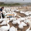 Abbotsbury Swannery Dorset Burnbake