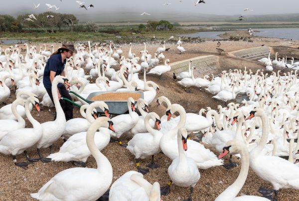 Abbotsbury Swannery Dorset Burnbake