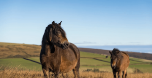 Brown ponies on Purbeck Heath in Dorset