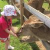 Girl feeds deer at farm park.