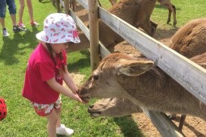 Girl feeding deer at farm park