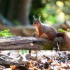 Rare red squirrel climbing branch on Brownsea Island