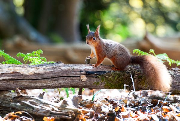 Rare red squirrel climbing branch on Brownsea Island