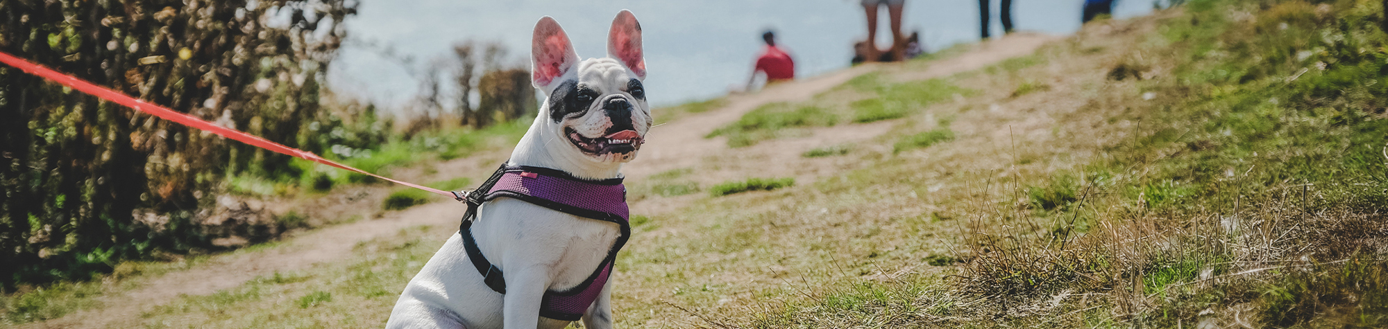 The ultimate dog-friendly destination